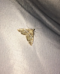 Neocataclysta magnificalis