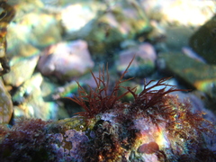 Lophurella
