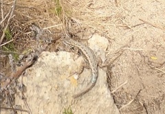 Sceloporus occidentalis becki