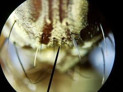 Proctacanthus gracilis