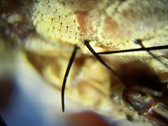 Proctacanthus gracilis