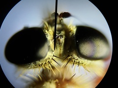 Proctacanthus gracilis