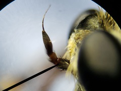 Proctacanthus gracilis