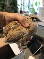 Coturnix