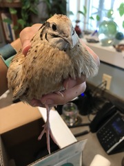 Coturnix