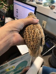 Coturnix