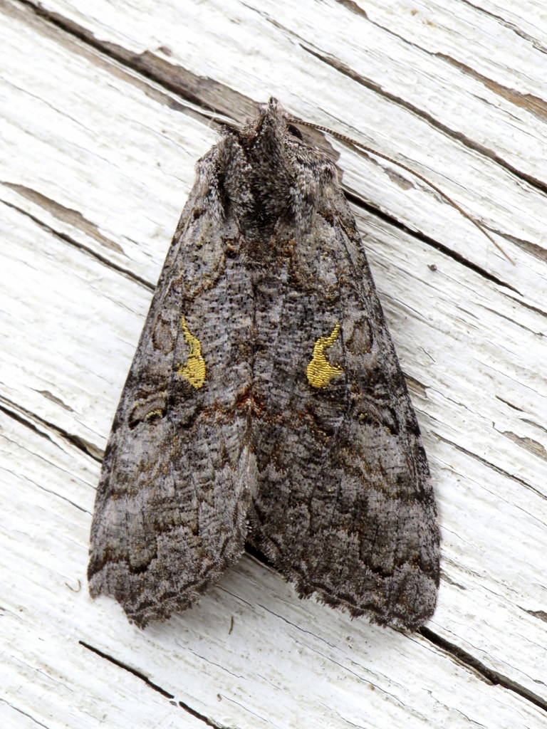 Syngrapha viridisigma