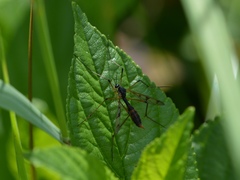 Ptychoptera quadrifasciata