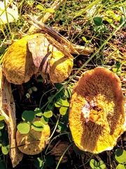 Suillus sibiricus