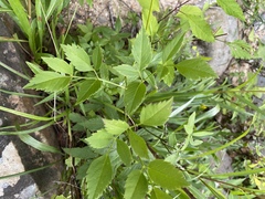 Ligusticum