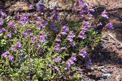 Penstemon cardwellii