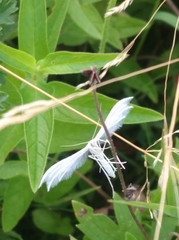 Pterophorus pentadactyla