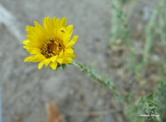Grindelia brachystephana