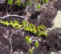 Diphasiastrum sitchense