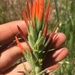 Alkali Indian Paintbrush - Photo (c) Damon Tighe, some rights reserved (CC BY-NC)