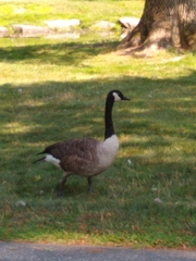 Branta canadensis