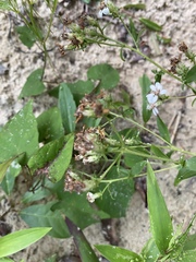 Sericocarpus asteroides