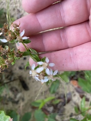Sericocarpus asteroides