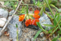 Lotus corniculatus
