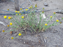 Grindelia brachystephana