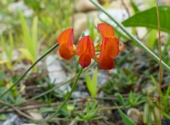 Lotus corniculatus