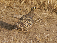 Pterocles lichtensteinii