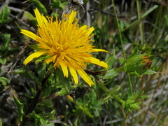 Berkheya spinosa