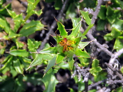 Berkheya spinosa