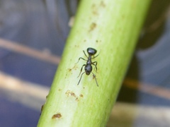 Dolichoderus pustulatus