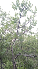 Bursera palmeri