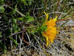 Berkheya spinosa