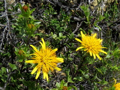 Berkheya spinosa