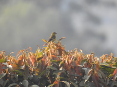 Spinus xanthogastrus