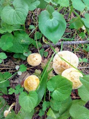 Suillus sibiricus