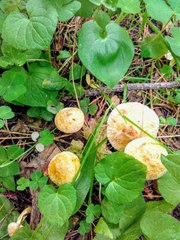 Suillus sibiricus