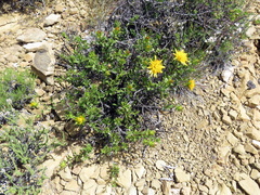 Berkheya spinosa