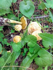 Suillus sibiricus