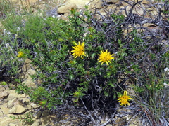 Berkheya spinosa