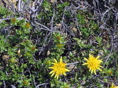 Berkheya spinosa