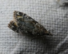 Eudonia minualis
