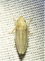 Prairiana