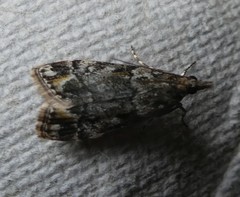 Eudonia minualis