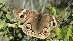Junonia grisea