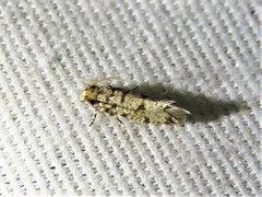 Amydria margoriella