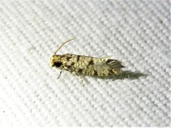 Amydria margoriella