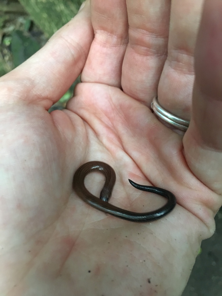 Short-Limbed Snake-Skink