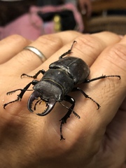 Lucanus tetraodon