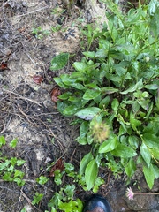 Marshallia trinervia