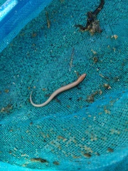 Chalcides bedriagai