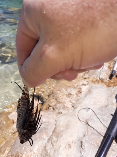 Photo of Red lionfish (Pterois volitans)